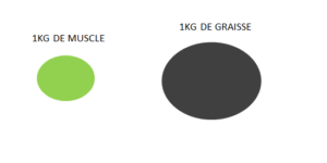 muscle vs graisse